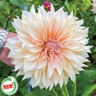 Cafe au Lait Dahlia Thumbnail